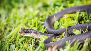 Tips for Making Your Property Less Attractive to Snakes